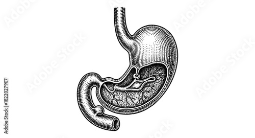 Detailed vintage stomach anatomy drawing for medical and educational use