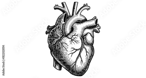 Intricate anatomical heart design in detailed engraving style