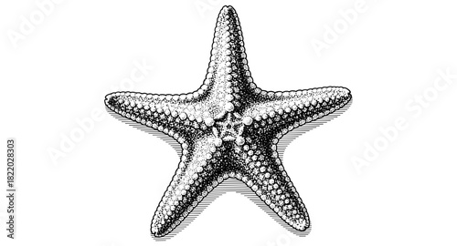Detailed hand-drawn starfish in vintage engraving style for ocean-themed art and design