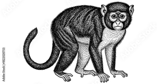 Intricate sketch of a curious monkey in detailed black and white