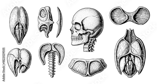 Detailed anatomical skull and bones in vintage ink style for educational use