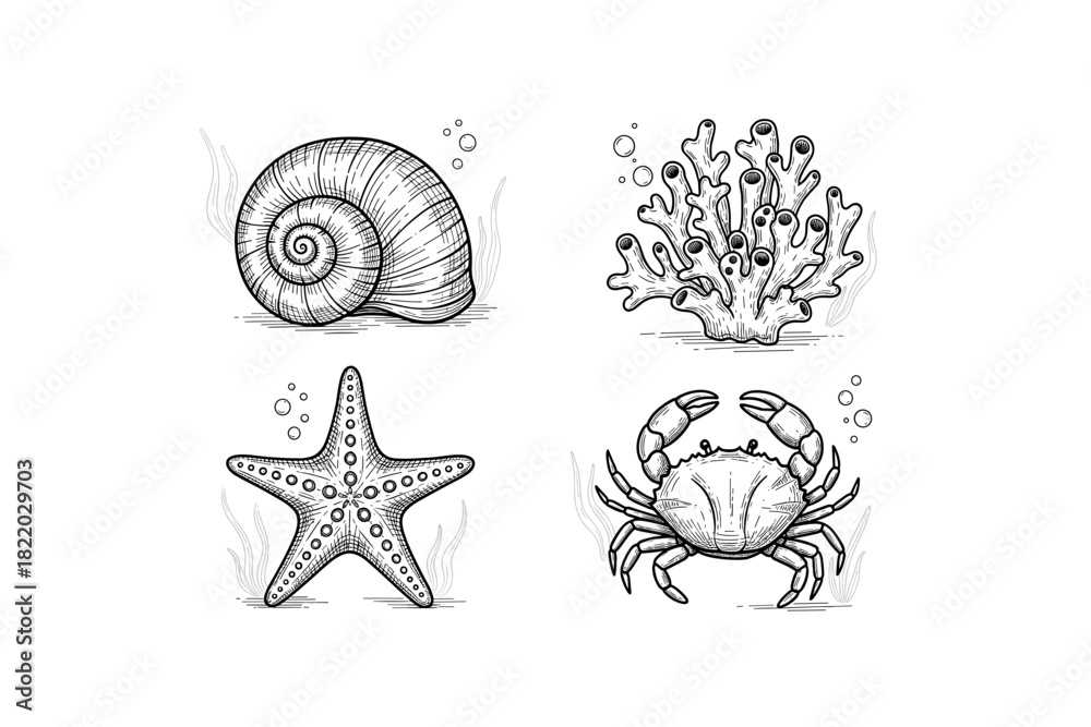 Fototapeta premium Intricate sea life illustrations: shell, coral, starfish, and crab in black and white