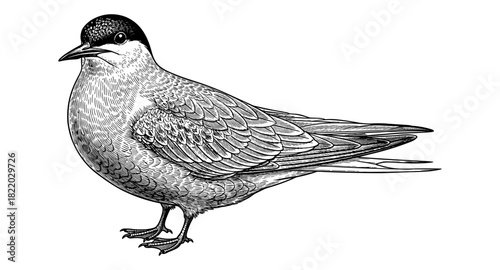 Detailed monochrome bird design with intricate feather patterns