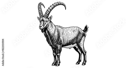 Detailed engraving of a majestic ibex with curved horns on white background