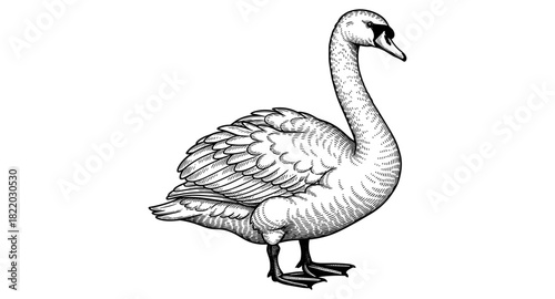 Detailed swan sketch with intricate feather patterns and elegant posture