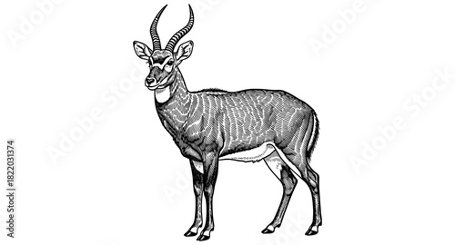 Intricate line art of a standing antelope with detailed horns on white background