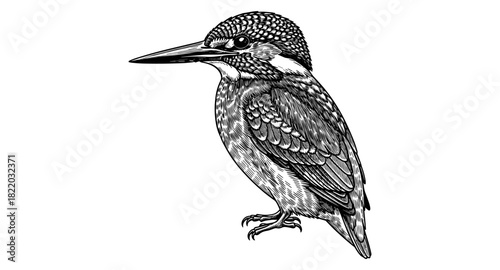 Detailed monochrome bird drawing capturing kingfisher elegance and precision