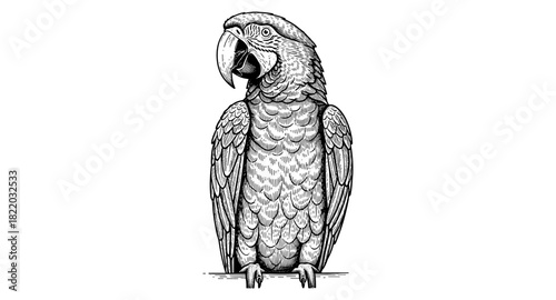 Intricate parrot artwork with detailed feather patterns in black and white