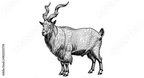 Detailed line art of majestic wild goat with curved horns