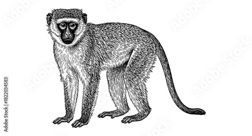 Detailed black and white monkey sketch: intricate hand-drawn wildlife art