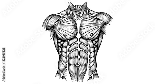 Detailed anatomical torso depiction with muscles in vintage engraving style