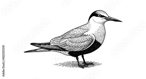 Black and white bird drawing with detailed feathers