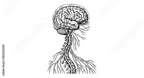 Intricate hand-drawn anatomy of brain and spinal cord with nerve connections