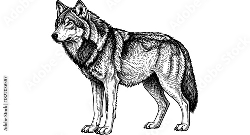 Intricately detailed black and white wolf with textured fur