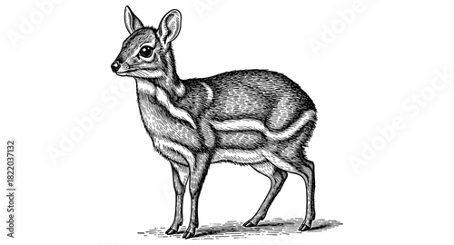 Vintage engraving style deer illustration featuring detailed fur and antlers