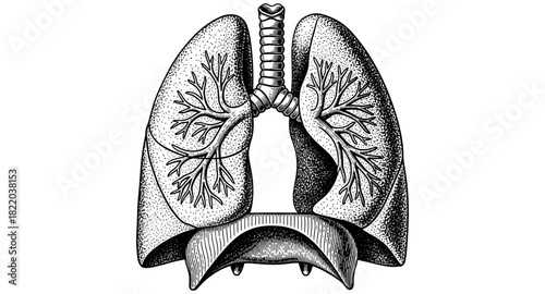 Detailed engraved style human lung anatomy illustration