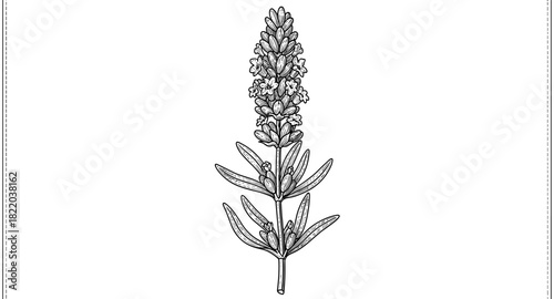 Detailed botanical drawing of lavender plant on white background