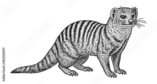 Detailed engraving of a banded mongoose standing in profile