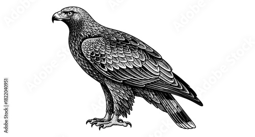 Detailed black and white engraving of an eagle with intricate feather patterns