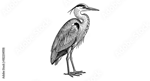 Intricate line art of a graceful heron in profile view