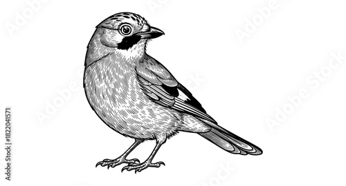 Detailed line art of a jay bird in black and white on white background