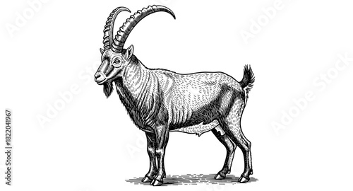 Detailed engraving of majestic alpine ibex with graceful horns