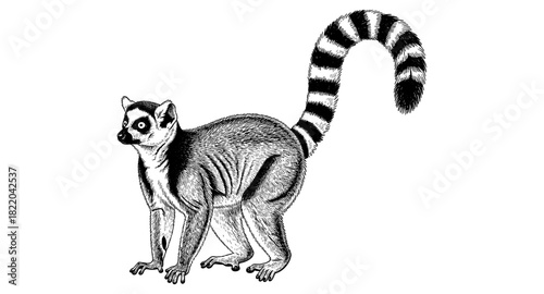 Detailed black and white lemur with striped tail in vintage engraving style