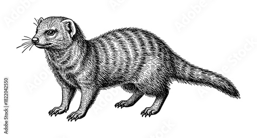 Detailed black and white drawing of a mongoose with intricate fur patterns
