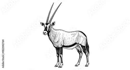 Elegant oryx with detailed engraving style on white background