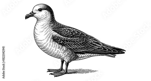 Detailed black and white bird sketch with intricate feather patterns