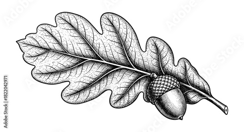 Detailed hand-drawn oak leaf with acorn in vintage engraving style