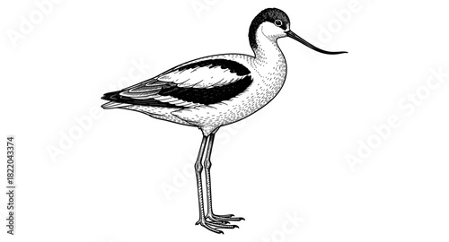 Detailed monochrome avocet bird standing in profile with long beak and legs