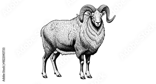 Detailed black and white drawing of a majestic ram with curved horns