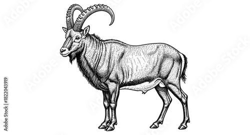 Detailed engraving of a majestic ibex on white background