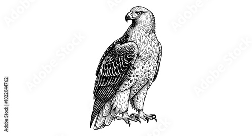 Intricate black and white hawk design featuring detailed feather patterns