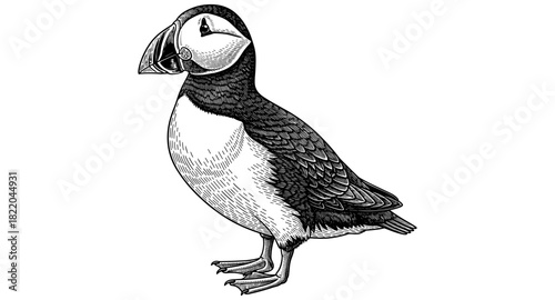 Intricate puffin design: detailed black and white bird art in line style