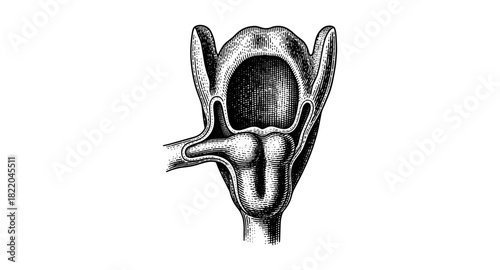 Detailed anatomical drawing of human larynx in vintage style