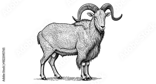 Detailed engraving of a majestic ram with curved horns in black and white