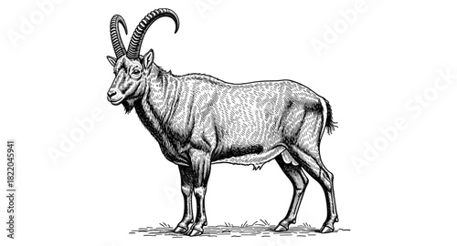 Detailed engraving of a majestic alpine ibex with curved horns on a light background