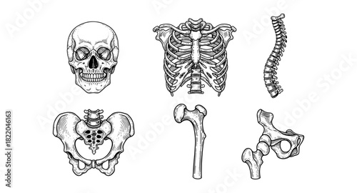 Detailed anatomical drawings of human skeleton bones in black and white