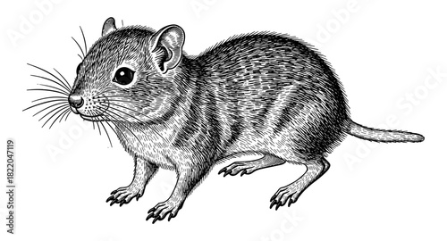 Hand-drawn engraving of a small mouse in detailed black and white style
