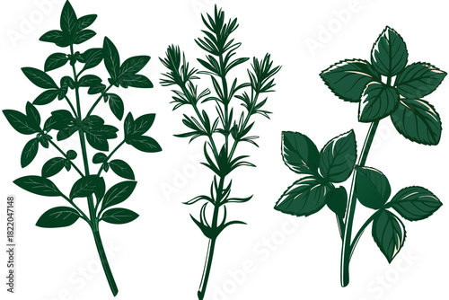 Collection of three dark green culinary herb sprigs, likely thyme, rosemary, and mint, depicted in a stylized, handdrawn illustration style