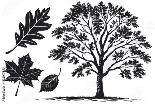Black and white illustration of a mature deciduous tree silhouette with various leaf shapes including oak and maple