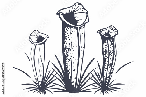 Black and white line art illustration of three pitcher plants, sarracenia species, growing from the ground