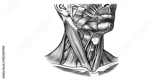 Detailed engraving of human neck and facial muscles anatomy