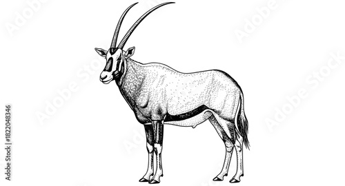 Detailed hand drawn oryx antelope side view with intricate patterns