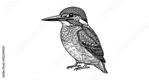 Detailed kingfisher bird in black and white drawing on white background