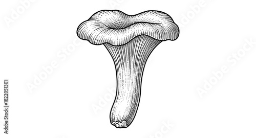Detailed black and white mushroom sketch of chanterelle in vintage style