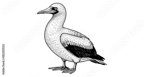 Detailed monochrome drawing of a seabird with patterned plumage on a white background