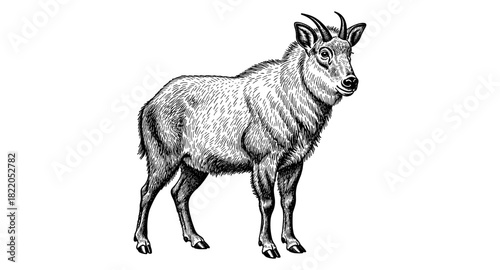 Detailed black and white engraving of a mountain goat on white background